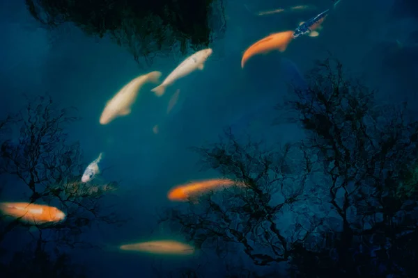 池塘里有金鱼和乌贼蓝色池底色彩艳丽的考伊鲤鱼 — 图库照片