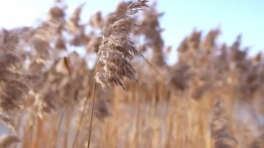 Pampas otu. Güzel bahar uzun çimen çiçekleri rüzgarla savruluyor açık havada. Soyut doğal 4k video arkaplanı.