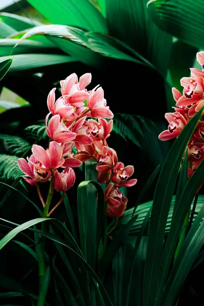Hermosas Flores Orquídea Jardín Botánico — Foto de Stock