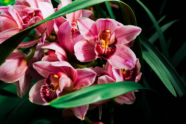 Botanik Bahçesinde Güzel Orkide Çiçekleri — Stok fotoğraf