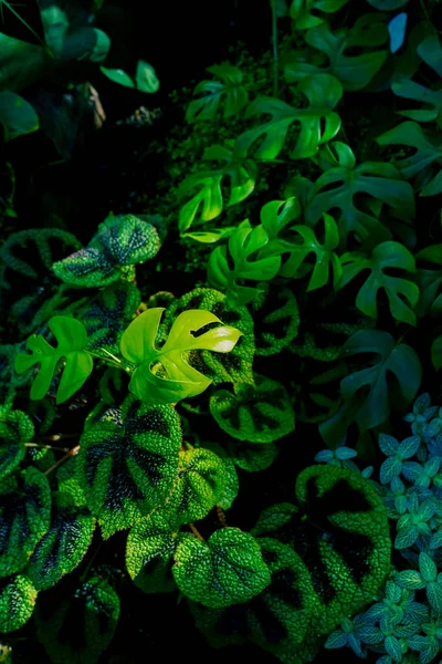 Natura Creativa Sfondo Verde Foglia Tropicale Concetto Giungla Floreale — Foto Stock