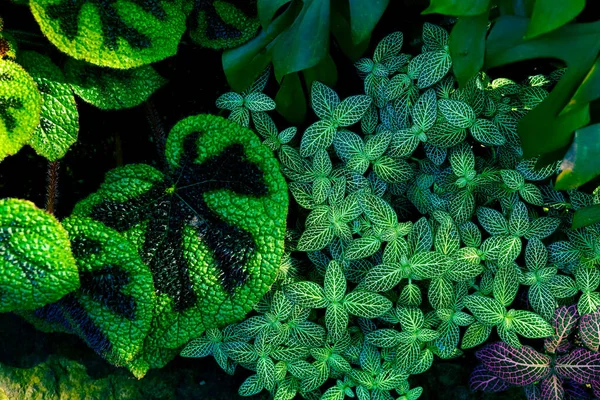 Nature Créative Fond Vert Feuille Tropicale Concept Jungle Florale — Photo