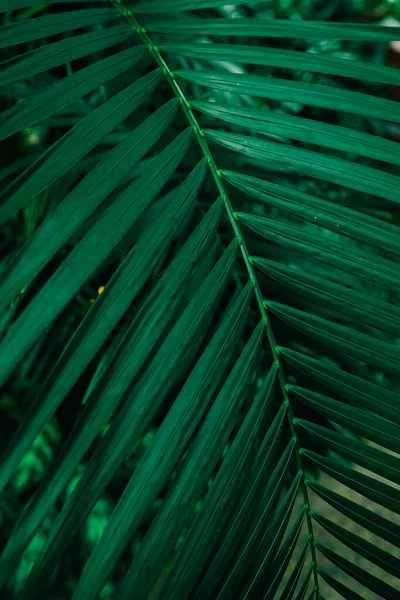 stock image Palm leaf backgroung. Green leaves in botanical garden.