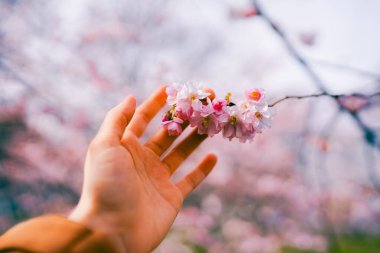 Kız elinde çiçek açan bir sakura dalı tutuyor. Geleneksel Japon tarzı. Bahçede çiçekler yetişiyor. Gezegeni kurtar. Ekoloji problemi posteri