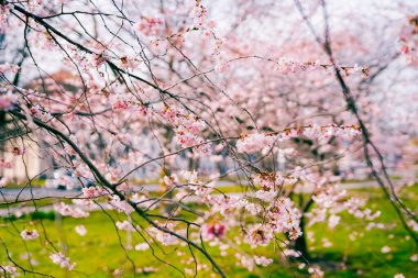 Güneşli bir günde ilkbaharda güzel pembe bir çiçek ağacı.