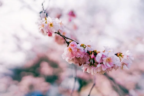 Прекрасне Рожеве Квітуче Дерево Навесні Сонячний День — стокове фото