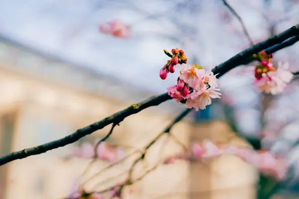 stock image Beautiful pink blossom tree in spring time in sunny day.