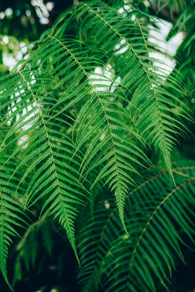 Perfekte Natürliche Junge Farn Blätter Hintergrund — Stockfoto