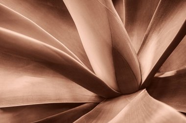 Detaylı doku ve doğal desenleri sepia tonlarında yakalayarak soyut ve organik estetik bir izlenim yaratıyor. 2025 yılının gösterim rengi.