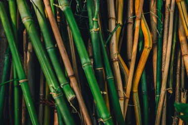 Detailed view of bamboo stalks showcasing their natural hues and intricate textures, emphasizing the organic and eco-friendly aesthetics of these plants for renewable and decorative purposes