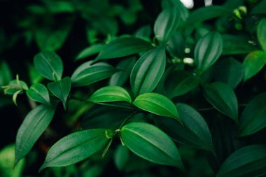 Vivid green leaves surrounded by natural light, creating a calming and refreshing scene showcasing natures vibrance.