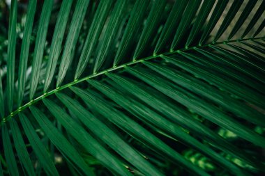 Canlı yeşil palmiye yaprakları detaylı bir yakın çekim görüntüsünde, karmaşık doğal desenlerini ve dokularını sergiliyor, doğa, tazelik ve tropikal ortamlar için mükemmel..
