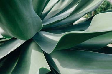 Detaylı doğal doku ve sulu bitkilerin zarif biçimi estetik güzelliğini ve organik tasarımını gözler önüne seriyor..