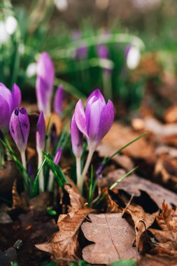 Canlı mor timsahlar dökülen yapraklardan oluşan bir yatağın ortasında ortaya çıkarlar. Doğadaki bahar gençleşmesinin güzelliğini ve tazeliğini temsil ederler..