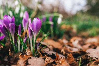 Canlı mor timsahlar dökülen yapraklardan oluşan bir yatağın ortasında ortaya çıkarlar. Doğadaki bahar gençleşmesinin güzelliğini ve tazeliğini temsil ederler..