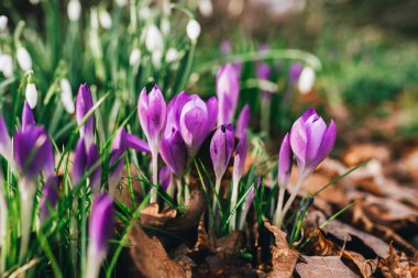 Canlı mor timsahlar dökülen yapraklardan oluşan bir yatağın ortasında ortaya çıkarlar. Doğadaki bahar gençleşmesinin güzelliğini ve tazeliğini temsil ederler..