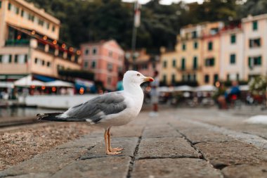 Wild seagull portrait on Portofino main square background.Close up view of white gray bird seagull. Copy space
