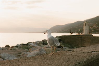 Martı gün batımında bir rıhtımda duruyor. Arkasında dağlar ve deniz feneri var.