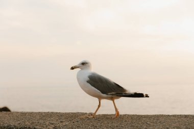 Deniz kenarındaki bir duvarda yürüyen martı, güzel günbatımının tadını çıkarıyor.