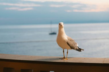 Gün batımında uzaktaki bir yelkenliyle sakin bir okyanusa bakan bir korkulukta duran martı.