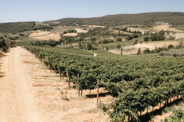 Toskana bağlarında yetişen üzüm bağları yaz boyunca toprak bir yolun kenarında.