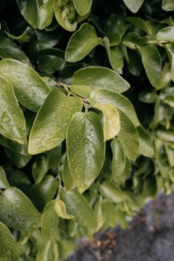 Canlı yeşil yapraklar taze bir yağmurdan sonra taze çiğ damlalarıyla parlıyor, doğanın güzelliğini sergiliyor.
