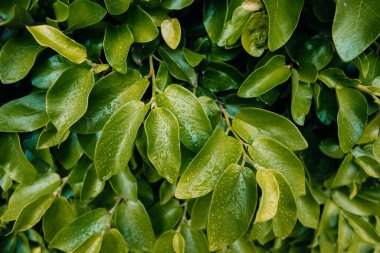 Köpüklü su damlacıklarıyla kaplı yemyeşil yaprakların yakın çekimi ferahlatıcı bir doğal manzara yaratır.