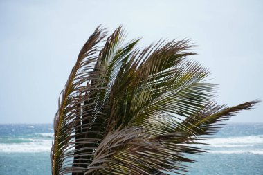 Plajda rüzgarlı palmiye ağaçları