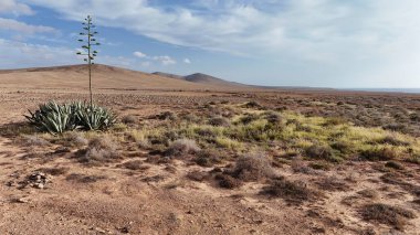 Arkaplanda çöl ve kaktüs manzarası.