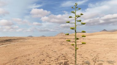 Çölde bir ağacı olan güzel bir manzara.
