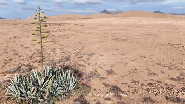 Çölün güzel manzarası