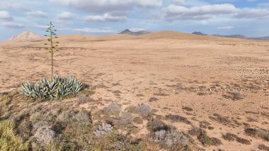 Çöldeki kuru bitkiler