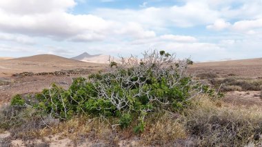Doğanın güzel manzarası