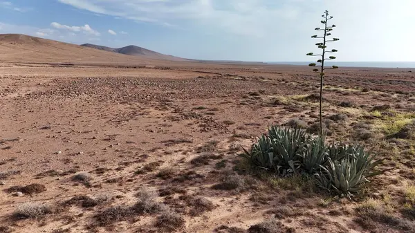 Çölde kaktüsü olan güzel bir manzara.