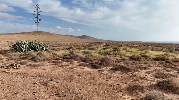 Çölde kaktüs manzarası