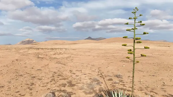 Çöldeki bir kaktüsün güzel manzarası