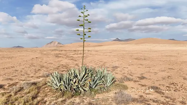 Arkasında kaktüs olan güzel bir çöl manzarası.