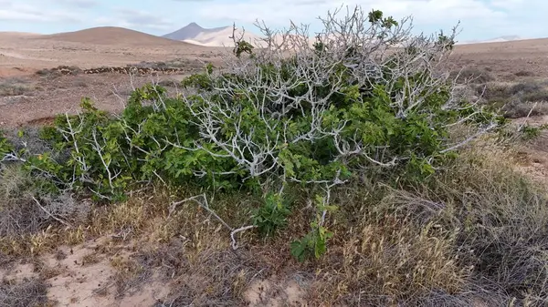 Arkaplanı bulanık kuru bir ağacın dikey görüntüsü