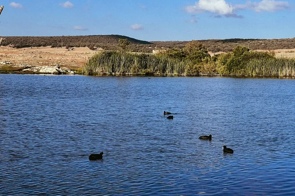 Aves Perdiz Patos Nadando Lago —  Fotos de Stock