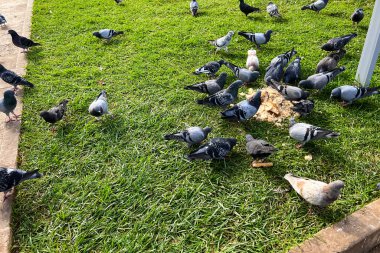 Parkta ekmek kırıntıları yiyen güvercin sürüsü.