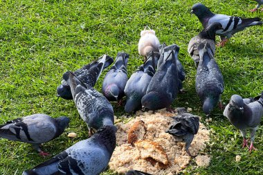 Parkta ekmek kırıntıları yiyen güvercin sürüsü.