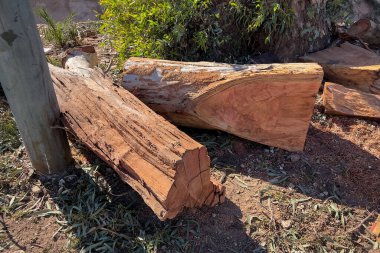 Taze kesilmiş ağaç gövdesi yığını