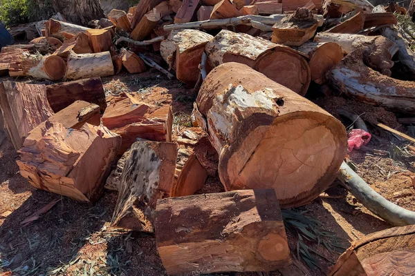 切りたての木の幹の山 — ストック写真