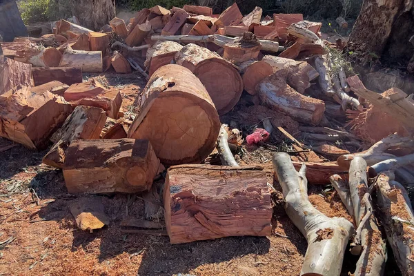 切りたての木の幹の山 — ストック写真