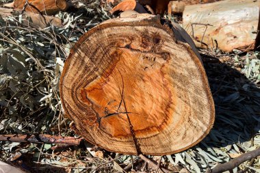 Taze kesilmiş ağaç gövdesi yığını