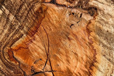 Taze kesilmiş ağaç gövdesi yığını