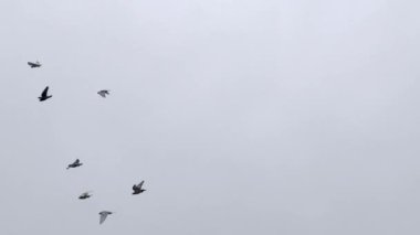 Arka planda bulutlu bir gökyüzü ile birlikte uçan bir güvercin sürüsü