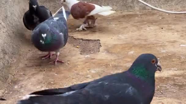 Bir Grup Güvercin Yerden Besleniyor — Stok video