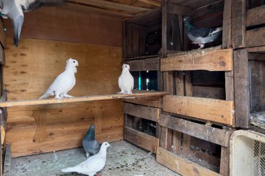 Bir grup güvercin yerden besleniyor.