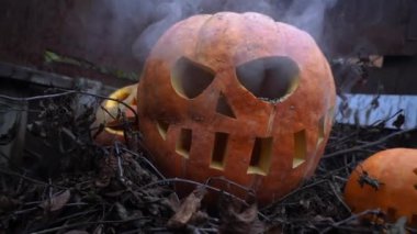 Sonbahar festivalinde cadılar bayramı turuncu balkabakları